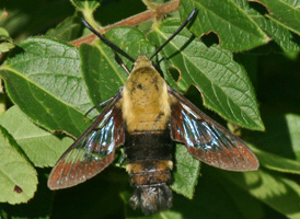 Snowberry Clearwing